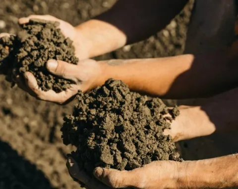 Zwei Hände halten feuchte Erde, symbolisierend nachhaltiges Bauen und Lehmbaukompetenz an der Universität Liechtenstein.